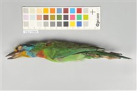 藏品(五色鳥)的圖片